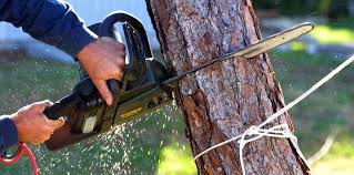 How Our Tree Care Process Works  in  New Tazewell, TN
