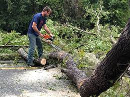 Seasonal Cleanup (Spring/Fall) in New Tazewell, TN