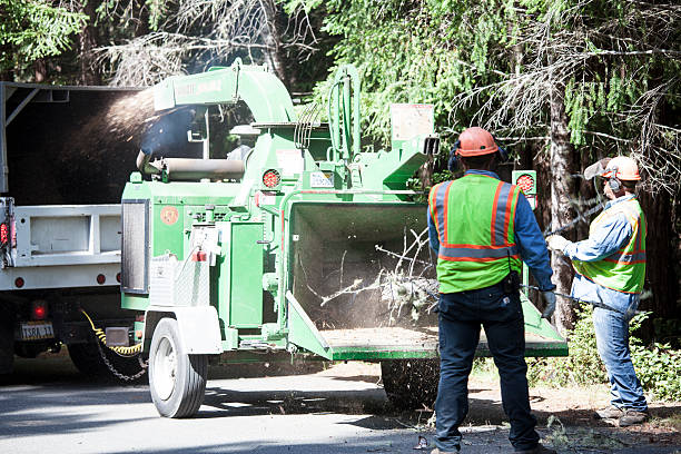 Trusted New Tazewell, TN Tree Care Experts